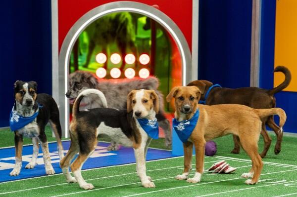 This image released by Animal Planet shows participants in "Puppy Bowl XX," simulcasting on Animal Planet, Discovery Channel, Discovery+, TBS, TRUTV, and MAX before the Super Bowl on Sunday, Feb. 11. (Animal Planet via AP)