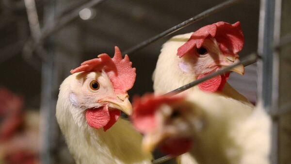 Bird flu vaccines for hens prove effective in practice, says Dutch government