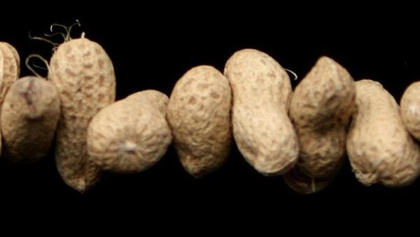 Feeding babies peanuts protects from allergy into adolescence, study finds