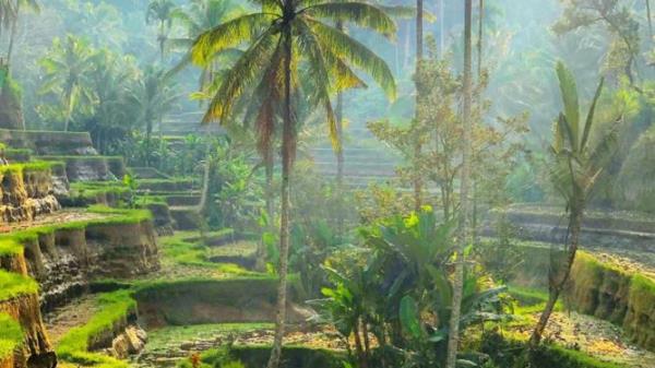 Rice fields and palm trees