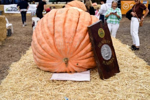 Sue Youngman came in second place with her pumpkin weighing 67.5kg.