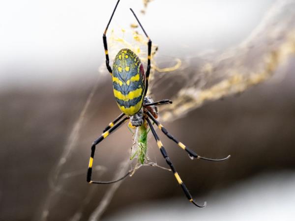 A Japanese Joro spider, a type of golden orb-weaver, Tricho<em></em>nephila clavata, feeds on a small grasshopper in a forest near Yokohama, Japan.