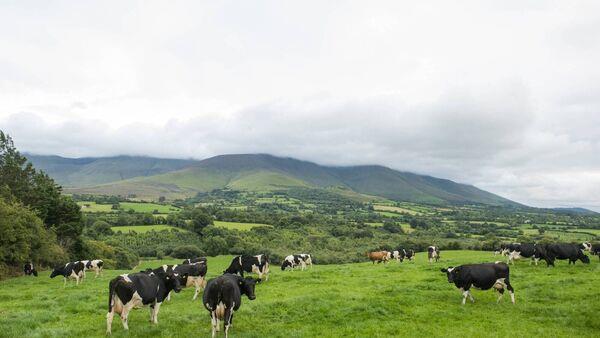 Grass supplies remain tight and quality is poor as farmers wait for heat