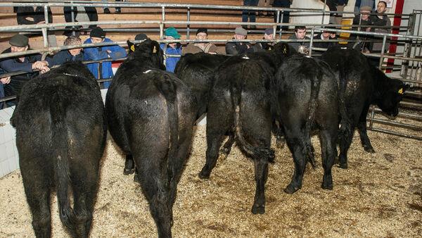 Angus and Hereford top demand for beef trade