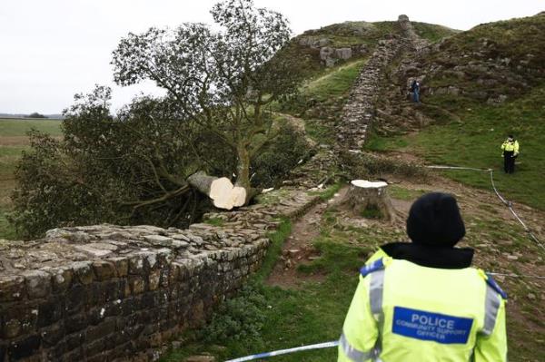 NORTHUMBERLAND, ENGLAND - SEPTEMBER 28: Police stand beside the cordoned-off area, wher<em></em>e the 'Sycamore Gap' tree on Hadrian's Wall now lies on the ground, leaving behind o<em></em>nly a stump in the spot it o<em></em>nce proudly stood on September 28, 2023 northeast of Haltwhistle, England. The tree, which was apparently felled overnight, was one of the UK's most photographed and appeared in the 1991 Kevin Costner film 